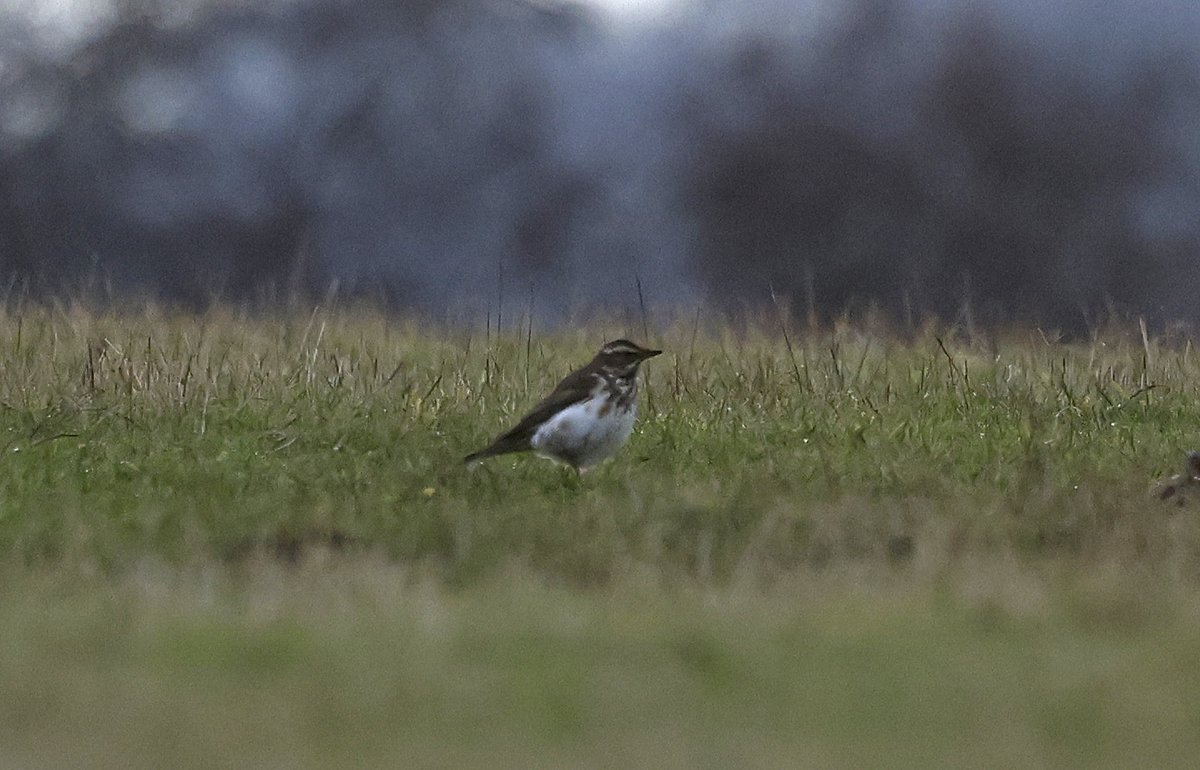 Weston Moor, Gordano. Leucistic Redwing among 20 thrushes, 25 Gadwall, pr Wigeon, pr Teal, 5 Buzzard, 5 Raven, 6 Mistle Thrush, 30 Meadow Pipit, 20 Common Gull & 80 Lapwing. No unicorns. Portishead marina & foreshore. 10 Wigeon & 2 Raven. No coypu. Pubs full. Sightings later?😀