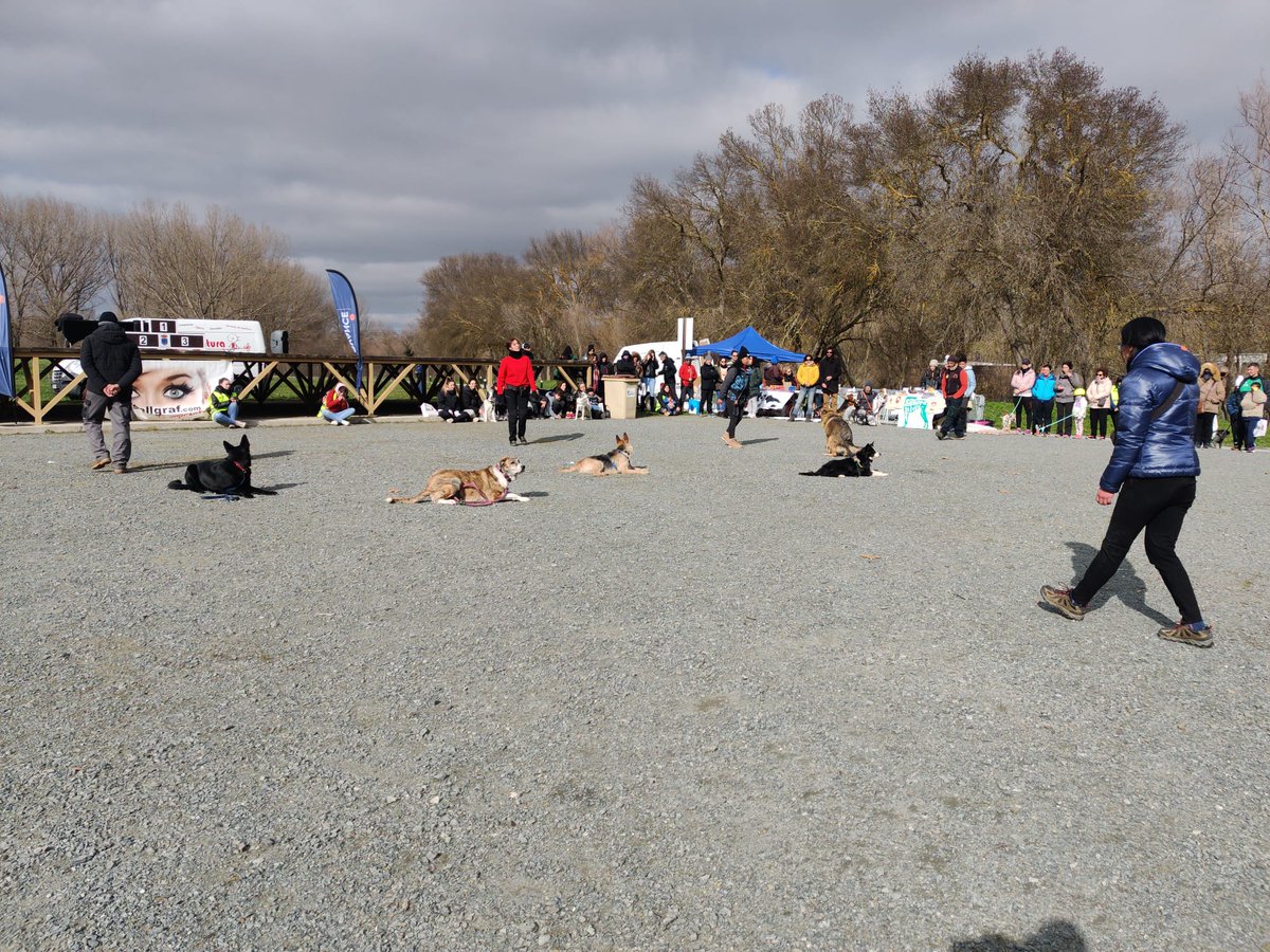 DavidMingoPP's tweet photo. La Isla del Soto ha acogido un fin de semana deportivo con la celebración del Canicross de Santa Marta con la organización de @CaniCrossSalmnc. Participación de 120 atletas y mascotas que han competido en un escenario inigualable. https://t.co/BVTaitrwda