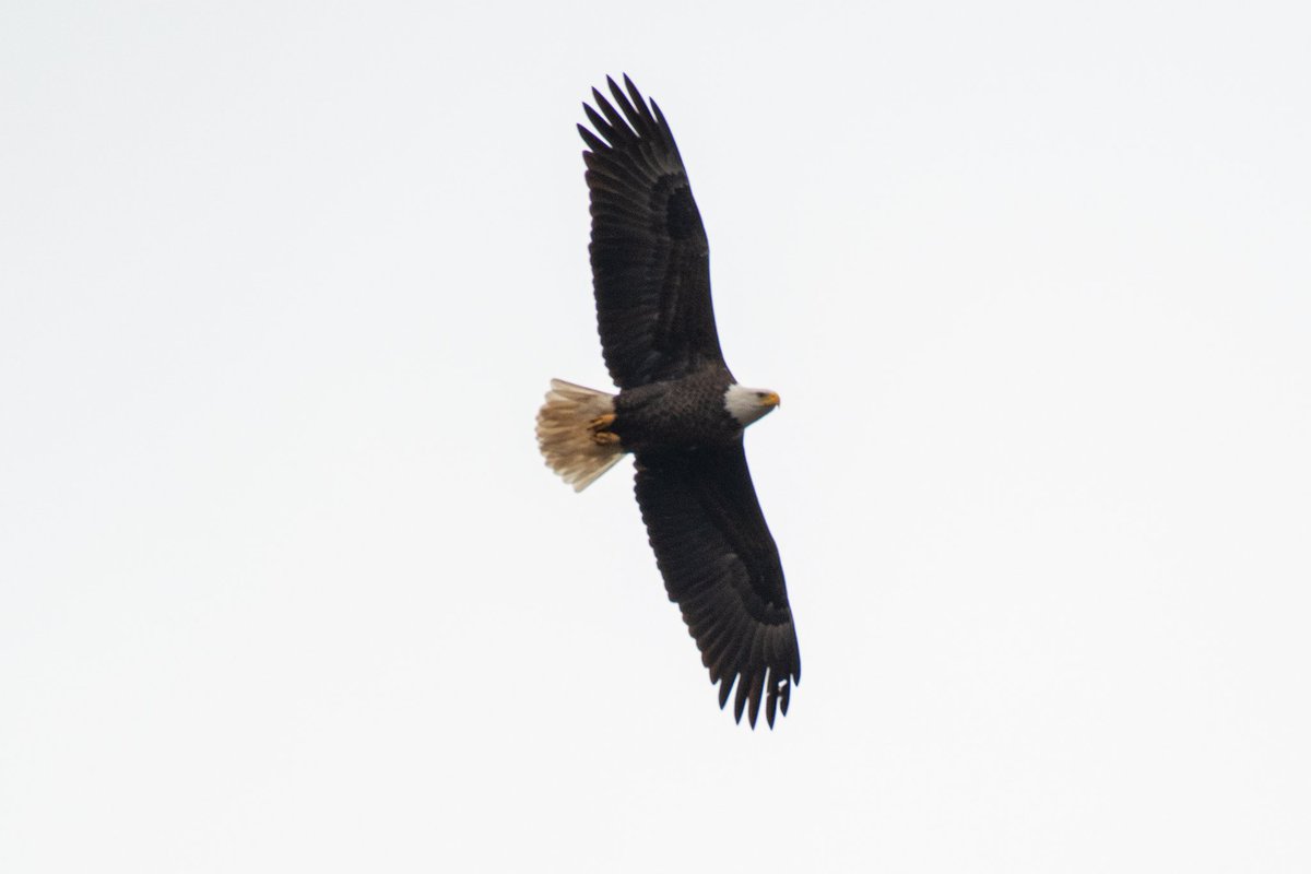 digitalturtle_'s tweet image. Something special about Bald Eagles