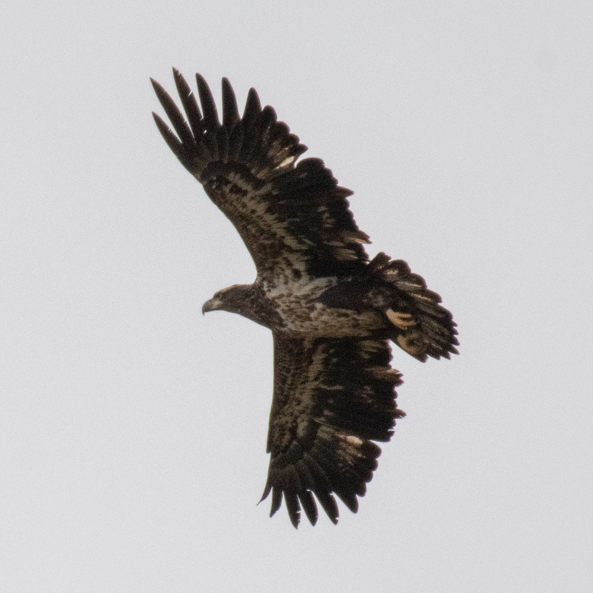 digitalturtle_'s tweet image. Something special about Bald Eagles