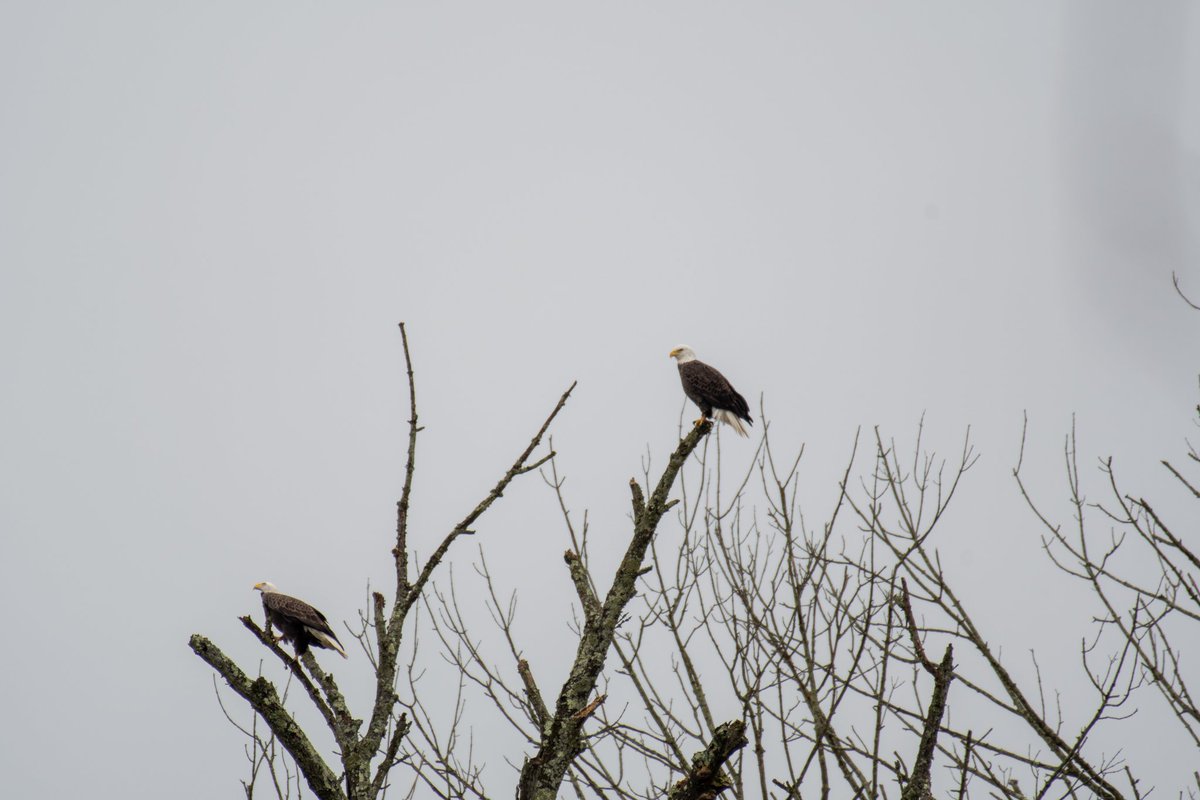 digitalturtle_'s tweet image. Something special about Bald Eagles