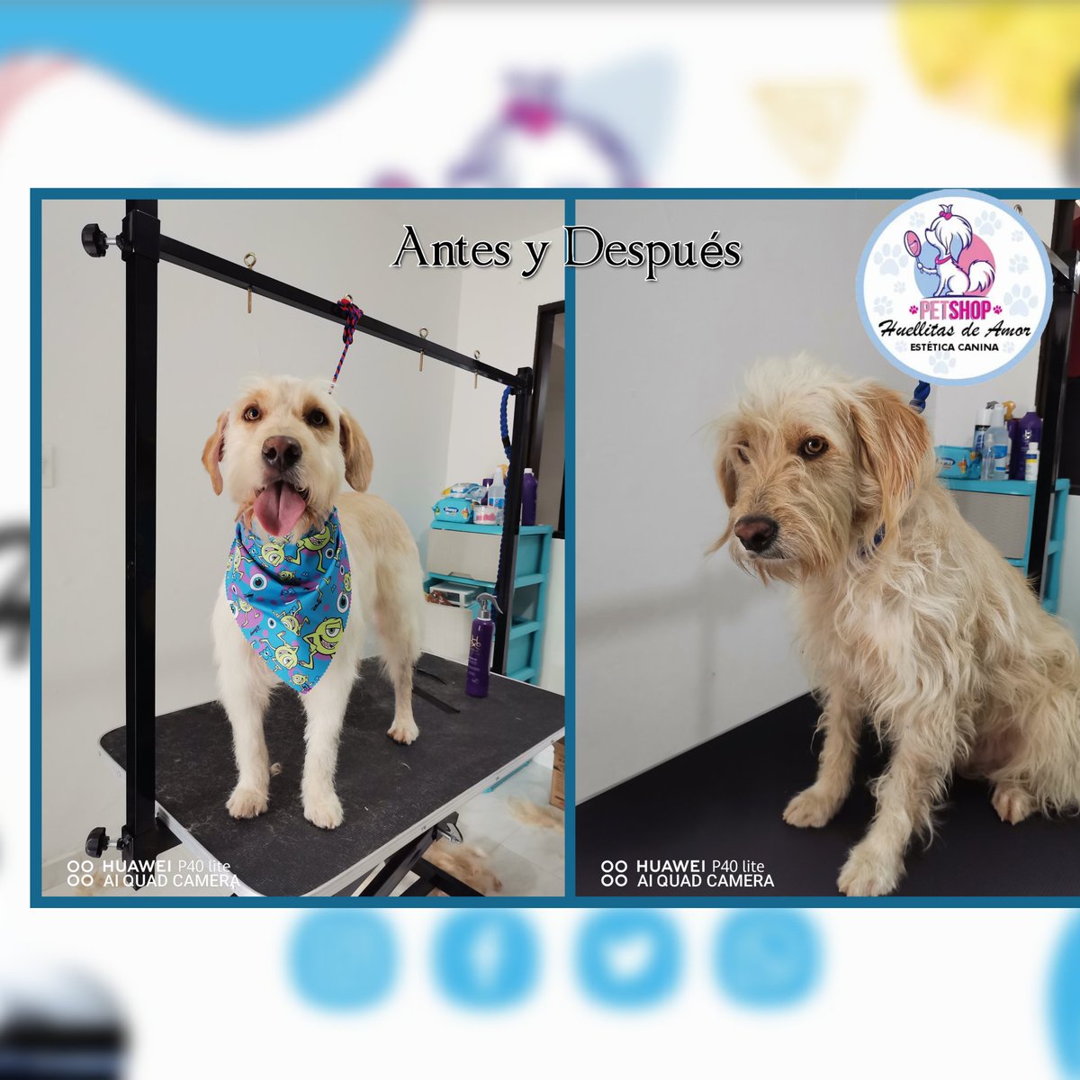 Peluquería canina y felina Huellitas de Amor 🐾🙈😜😜🐕🥰