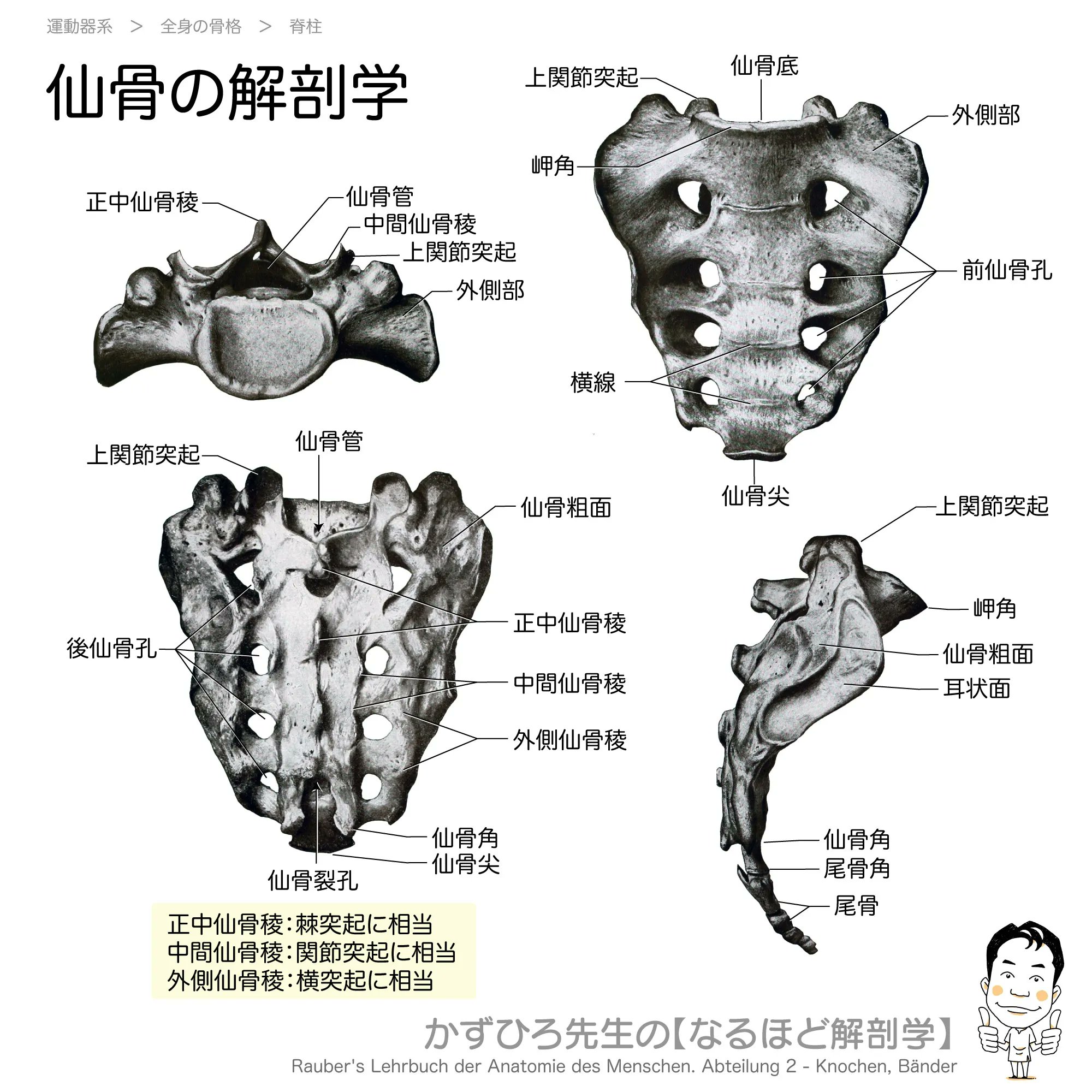 黒澤一弘（かずひろ）解剖学IT教育・指圧師・ラダック on X