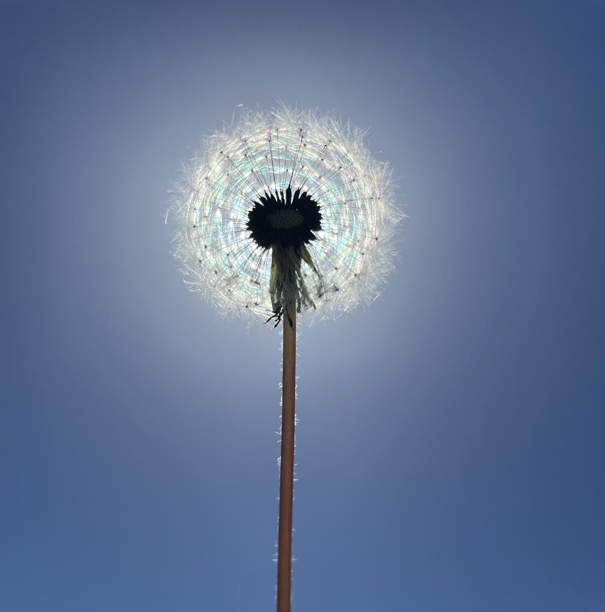 eyesandends's tweet photo. @3d_india @SunnySweetGaia #CaptureLikeCanvas here’s a picture I took of a dandelion with the sun directly behind it! https://t.co/9tY3jZMEo0