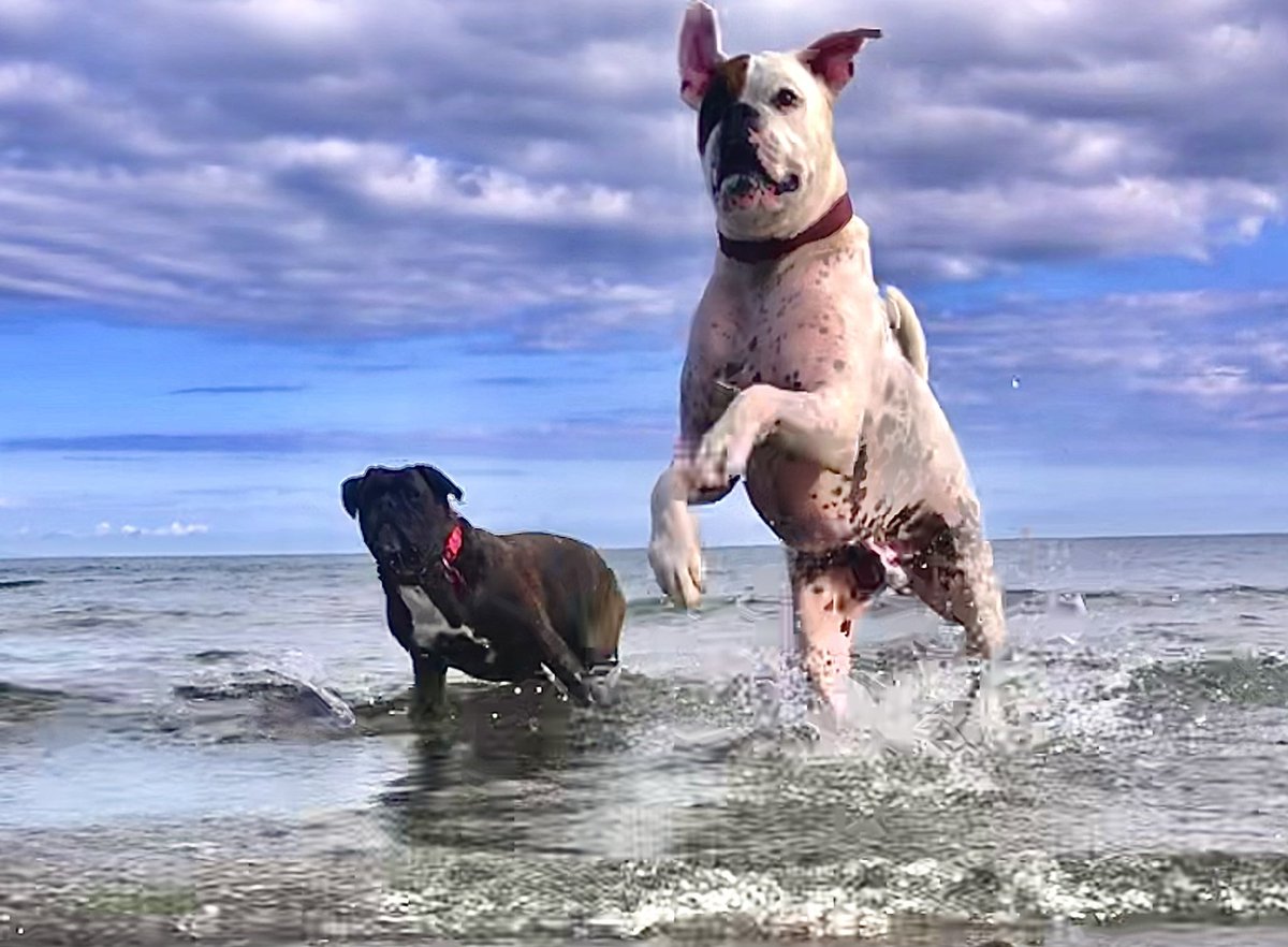 MattRobson's tweet photo. @barrabest @cahdaly So sorry for your loss. Boxers are a great breed and so human like in many ways RIP🌈💔 https://t.co/RmnjctT98s