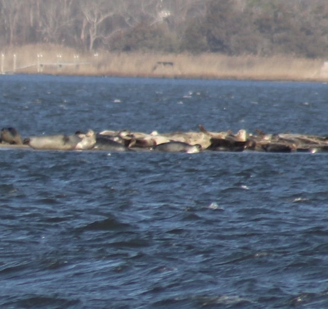 MrsLofLI's tweet image. Spent a Blustery Saturday Morning looking for this pod with @MsSorto_CI and @MsFlahertyGC. #Greentree