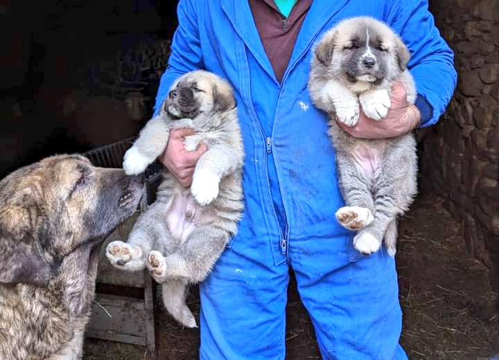 A diferencia de lo que sucede en la industria de las mascotas, para la reproducción de los perros de trabajo se prefiere a los ejemplares más eficaces en su labor, lo que elimina de forma directa deformidades y defectos congénitos típicos de líneas ornamentales.