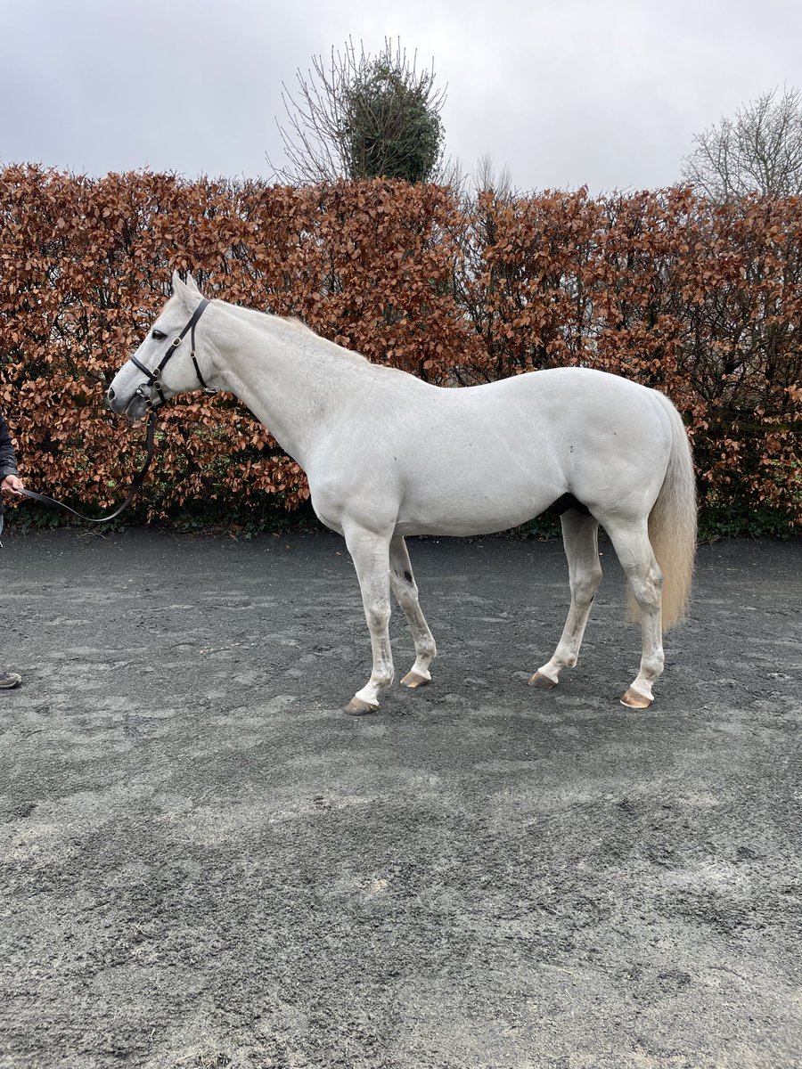 A wonderful birthday gift from daughter Samantha and son in law Richard a weekend trip to Ireland to see Dark Angel, thanks to ⁦<a href="/YeomanstownStud/">Yeomanstown Stud</a>⁩ Gay &amp; Annette for their hospitality. Was so nice to see a old pal looking so well