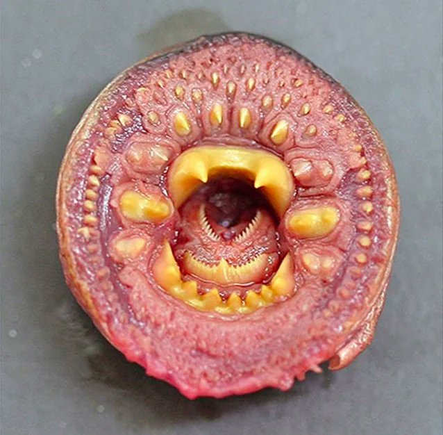 The mouth of an Arctic lamprey

[source, read more: buff.ly/3RjZI6y]
[📷 Randy Brown, USFWS]