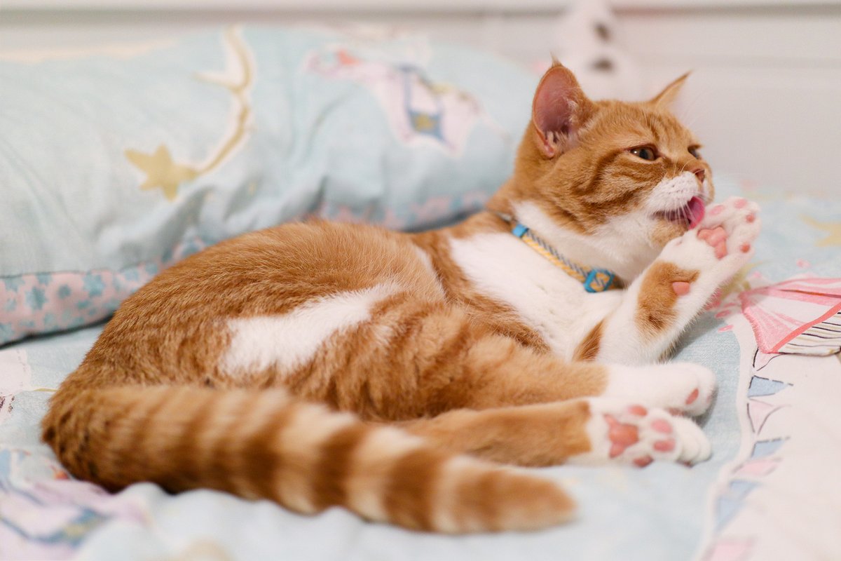 A deep clean on those pretty pink toes 🐾
