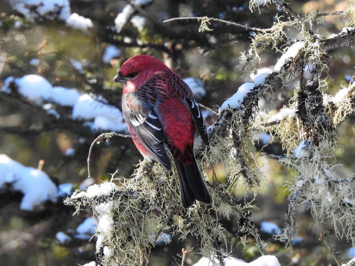 This Pine Grosbeak sang the sweetest song yesterday morning. #SouthPorcupineBirds #NorthernOntarioBirds #WinterBirding #BorealForest #TimminsOntario