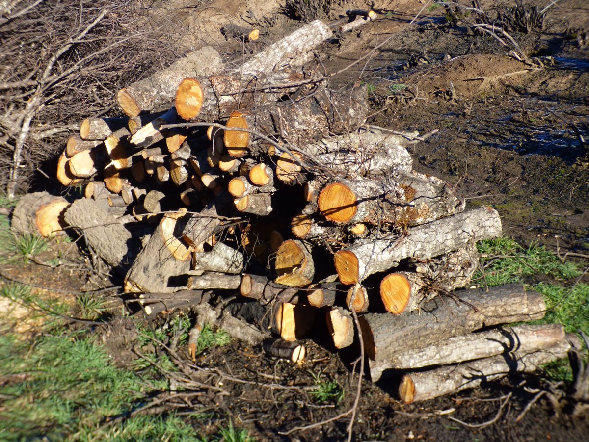 ZamoraViva1's tweet photo. Estamos asistiendo a una tala de árboles generalizada aprovechando la excusa de los incendios. En este caso en #Boya una aliseda🌳, hábitat protegido y #RedNatura2000. Pediremos información al Ayuntamiento de #Mahide e informaremos a la Junta CYL @jcyl https://t.co/jhGKBIGsP2