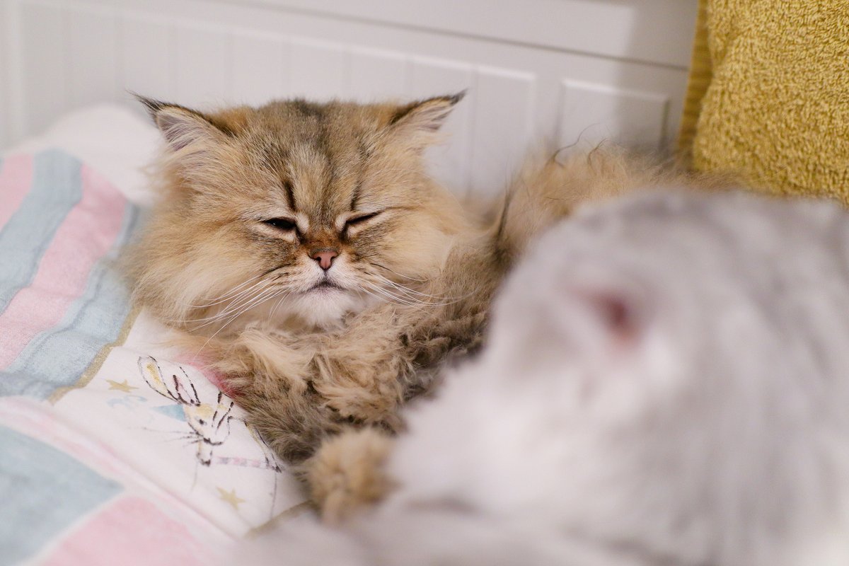 Meanwhile, the Secret Cuddlers are cuddling!! 😍 Snoozy Lily is so cute 💛