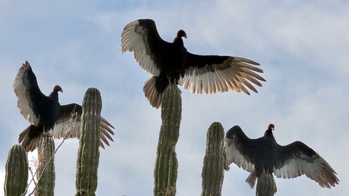 Turkey vultures warming up in a cardón cactus forest this morning on the outskirts of La Paz, Baja California Sur, MX #birding