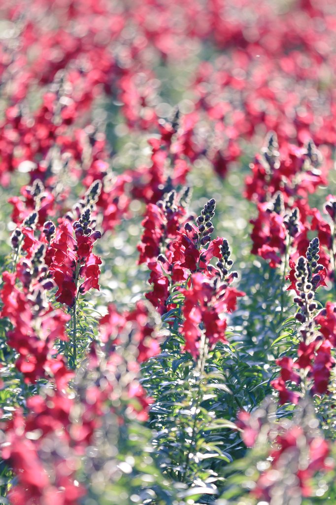 flowerori201803's tweet photo. おはようごさいます✨月曜日朝です今週も宜しくお願いします✨
#写真好きな人と繋がりたい 
#ファインダー越しの私の世界 
#写真撮っている人と繋がりたい 
#写真で伝える私の世界 https://t.co/dNGDmGJa5Z