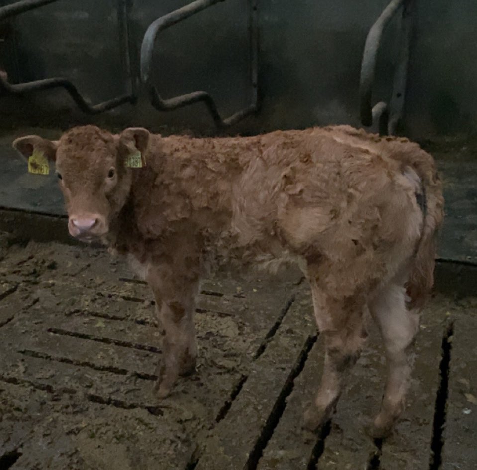 Month old heifer shaping up nicely👌Sired by a bull I bred and sold last year (sire mereside godolphin). Mother previously had a roan heifer by EBY, hopefully get the same luck with this girl in 2 years time 😆
