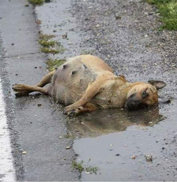 Hayatın akmadığı, adaletin ses çıkarmadığı, insanlığın olmadığı bir yaşamda, Gözlerim açık gidecek kadar, KARNIMDAKİ BEBEKLERİMLE VURDULAR BENİ!

Buna göz yuman, sebep olan, algı yaratan, bizlerin katliamını destekleyen BAŞIBOŞ habercilik yapan
#MedyaNefretYayıyor durdurun artk!!