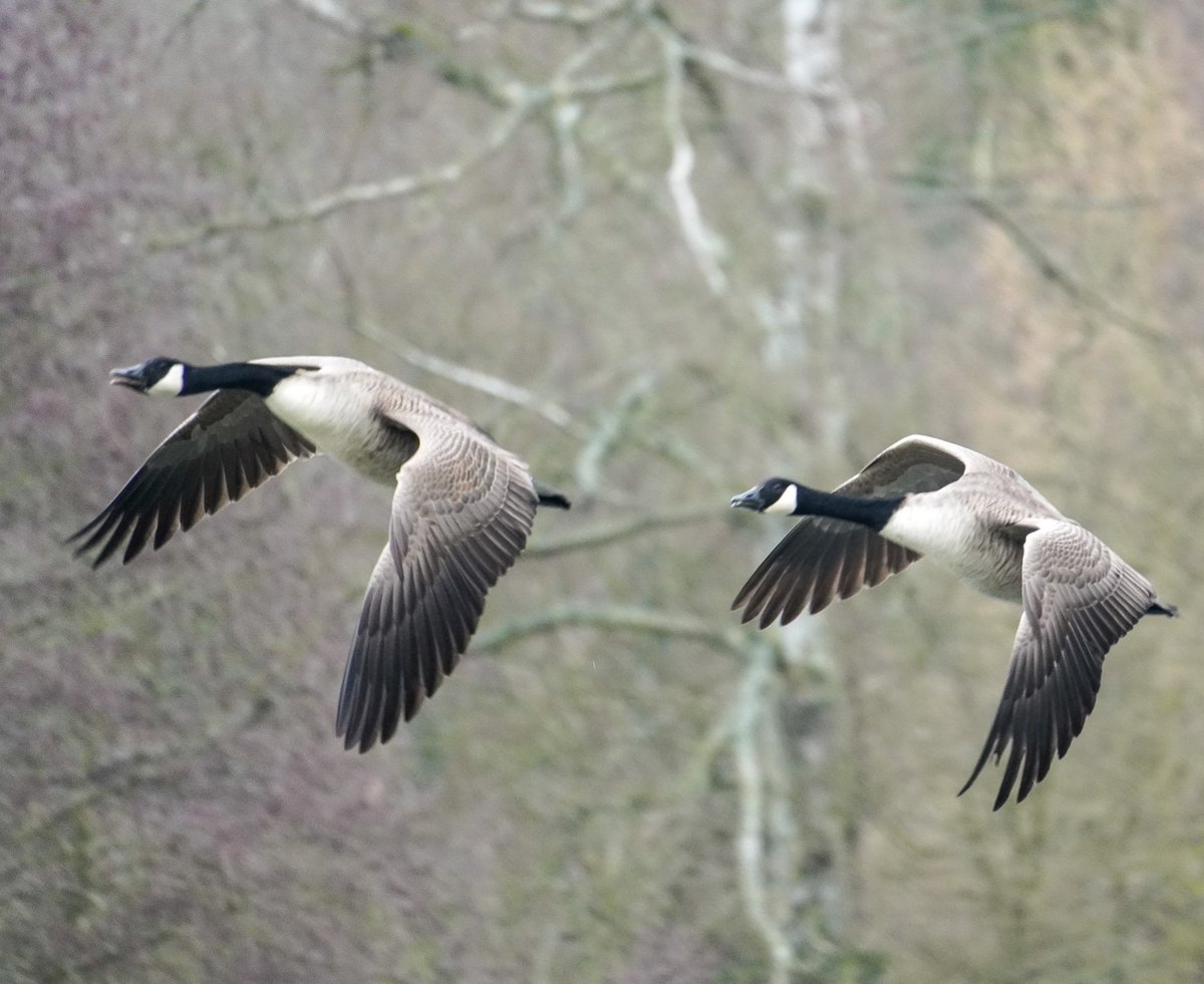 nicsadventure's tweet image. Geese in flight out on an adventure today,with my new lens..something I rarely change. It was however still a cold dark January..#stormhour #birds #bird #flight.