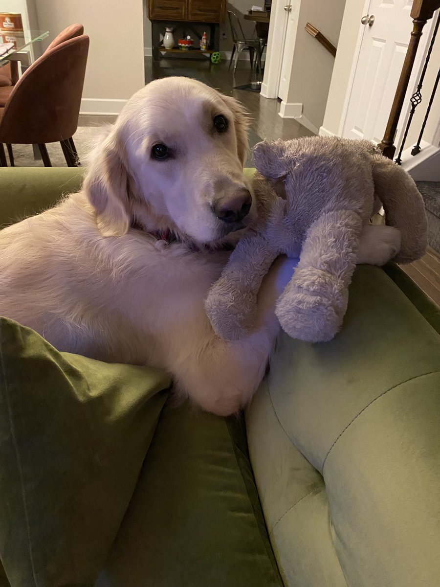 donnatobia's tweet photo. Zuzu, my golden girl, loves her toys to death! Before/after. #unstuffed #squeakfree https://t.co/PPQTVrJEVA