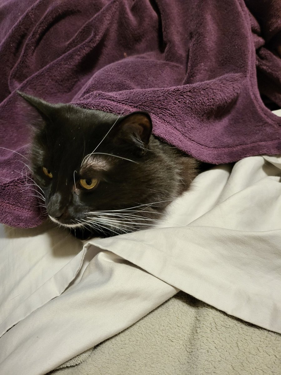 MissSaturnPanda's tweet image. Hi, I am very cold. Please leave chicken nuggies on the bed, I'll be hiding under the blankie where it's warm.