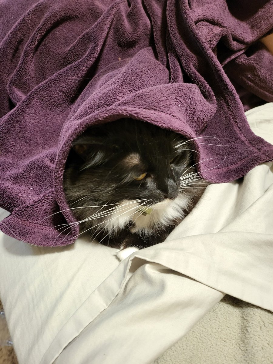 MissSaturnPanda's tweet image. Hi, I am very cold. Please leave chicken nuggies on the bed, I'll be hiding under the blankie where it's warm.