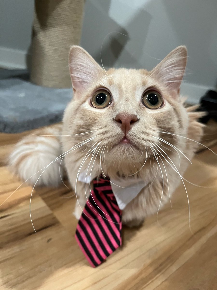 these handsome men are looking for a job, would you hire them? #CatsOfTwitter