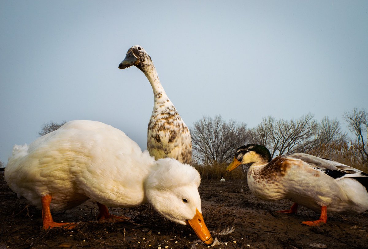 DashDucks.tv tweet media