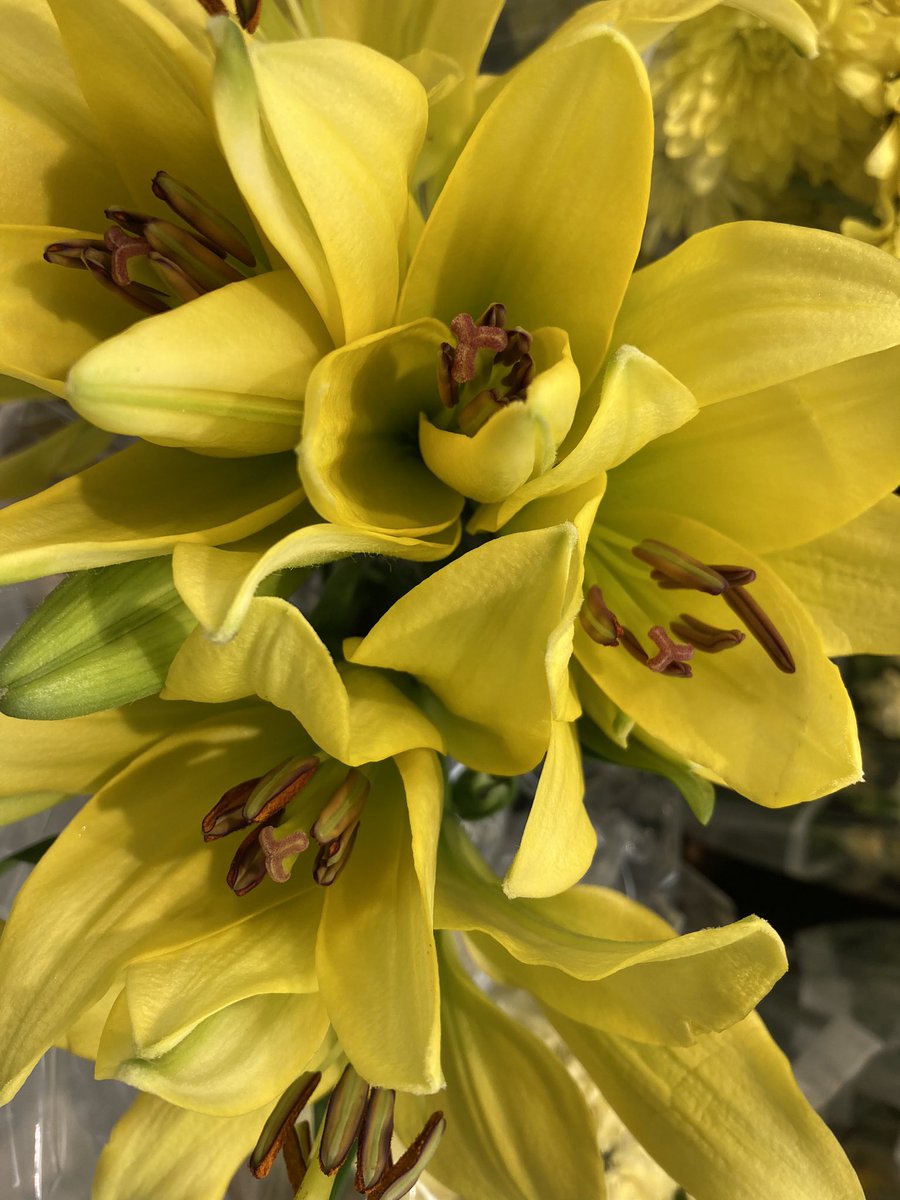 “#Yellow is capable of charming God.”-Vincent Van Gogh 💛🌼⭐️#SundayYellow #flowers #flower #sundayvibes #FlowersOnTwitter #iSpyNY #flowerphotography #nature #NatureBeauty #joy #happiness  @DavidMariposa1 @kathy_husser @christinedemar @HomeSweetFL1 @tinykarin @mlma9 @bethearle