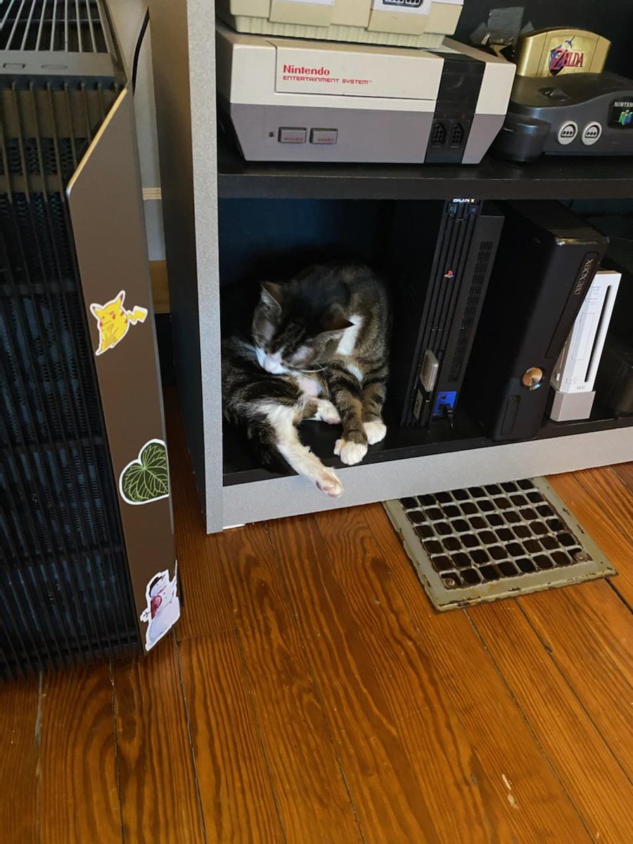 vegetableink's tweet photo. @renay hoping a cat pic can bring a bit of sunshine (here Frankie is confused,  once again thinking she's a gamecube) https://t.co/rvMVPheCyi