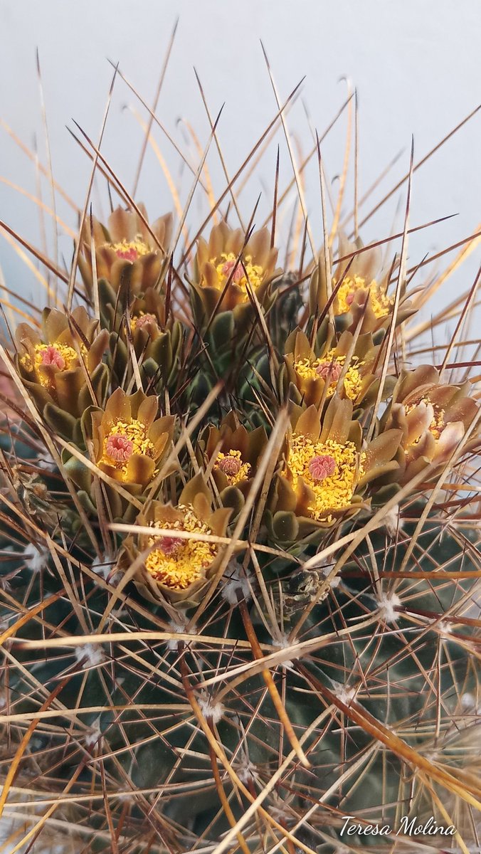 Biznaga Ganchuda .... Ancistrocactus scheeri
Y comienzan  las bellísimas floraciones de Cactus en la región, se adelantaron apesar que aún tenemos temperaturas invernales.
#Biodiversidad 
 #FloresDesêrticas  #PlantasNativas  #PiedrasNegras #Enero2023 #Cactáceas de #Coahuila