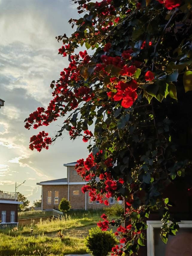 ZhouZaibinCNBM's tweet photo. In the sunset, the fiery bougainvillea blossoms enthusiastically, beautiful and moving. Bougainvillea is the flower of hope, bringing us infinite good luck.🌷 https://t.co/ONWvQdhomU
