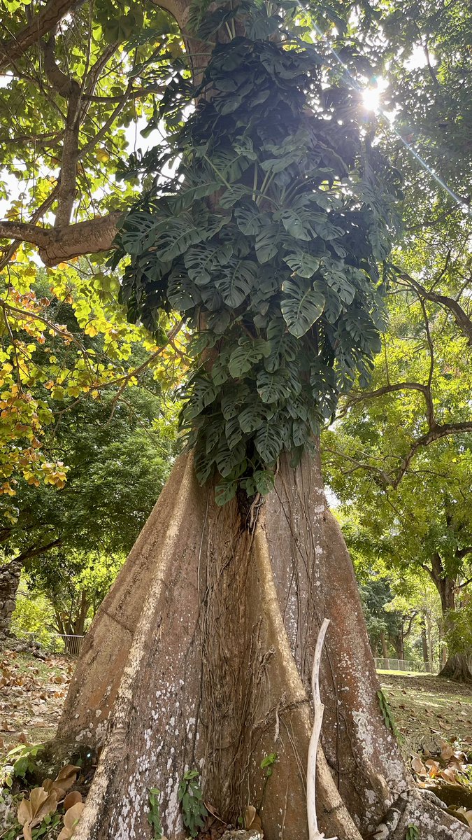 thatiana pretelt tweet media