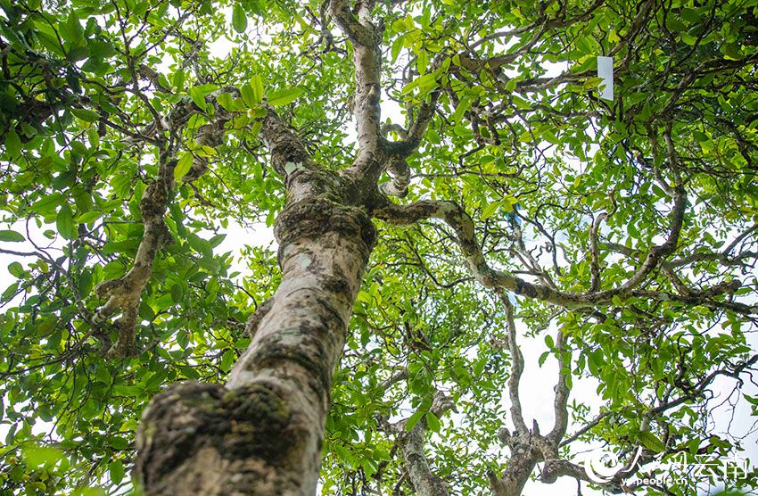 PDChina's tweet photo. Wild and cultivated #teatrees aged over 100 years will be under better protection in #Yunnan, as a related regulation will come into effect starting from March 1 here. Yunnan boasts some 54 mln old tea trees and the largest conservation area of old tea tree resources in China. https://t.co/pCttuArE2T