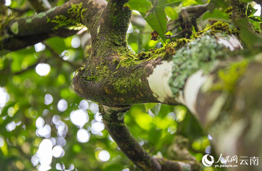 PDChina's tweet photo. Wild and cultivated #teatrees aged over 100 years will be under better protection in #Yunnan, as a related regulation will come into effect starting from March 1 here. Yunnan boasts some 54 mln old tea trees and the largest conservation area of old tea tree resources in China. https://t.co/pCttuArE2T