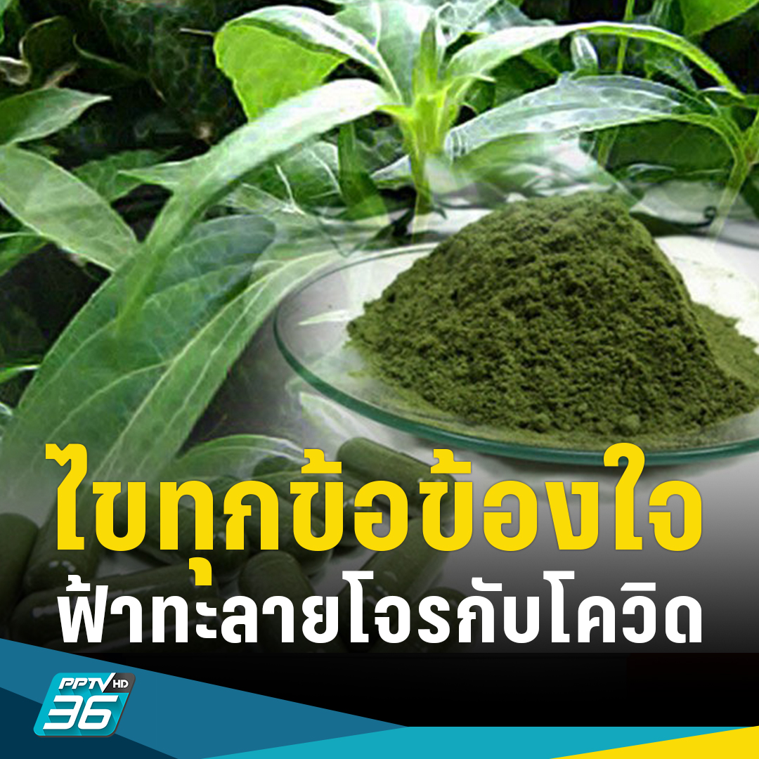 นพ.ธงชัย เลิศวิไลรัตนพงศ์ ไขทุกข้อข้องใจ“ฟ้าทะลายโจร” รักษาโควิดได้ทุกสายพันธุ์ -ยกงานวิจัยไม่ส่งผลกระทบต่อตับ-ไต

pptv36.news/17uD

#PPTVHD36 #ช่อง36 #ฟ้าทะลายโจร #ประโยชน์ฟ้าทะลายโจร #โควิด19 #อธิบดีกรมการแพทย์แผนไทยและการแพทย์ทางเลือก