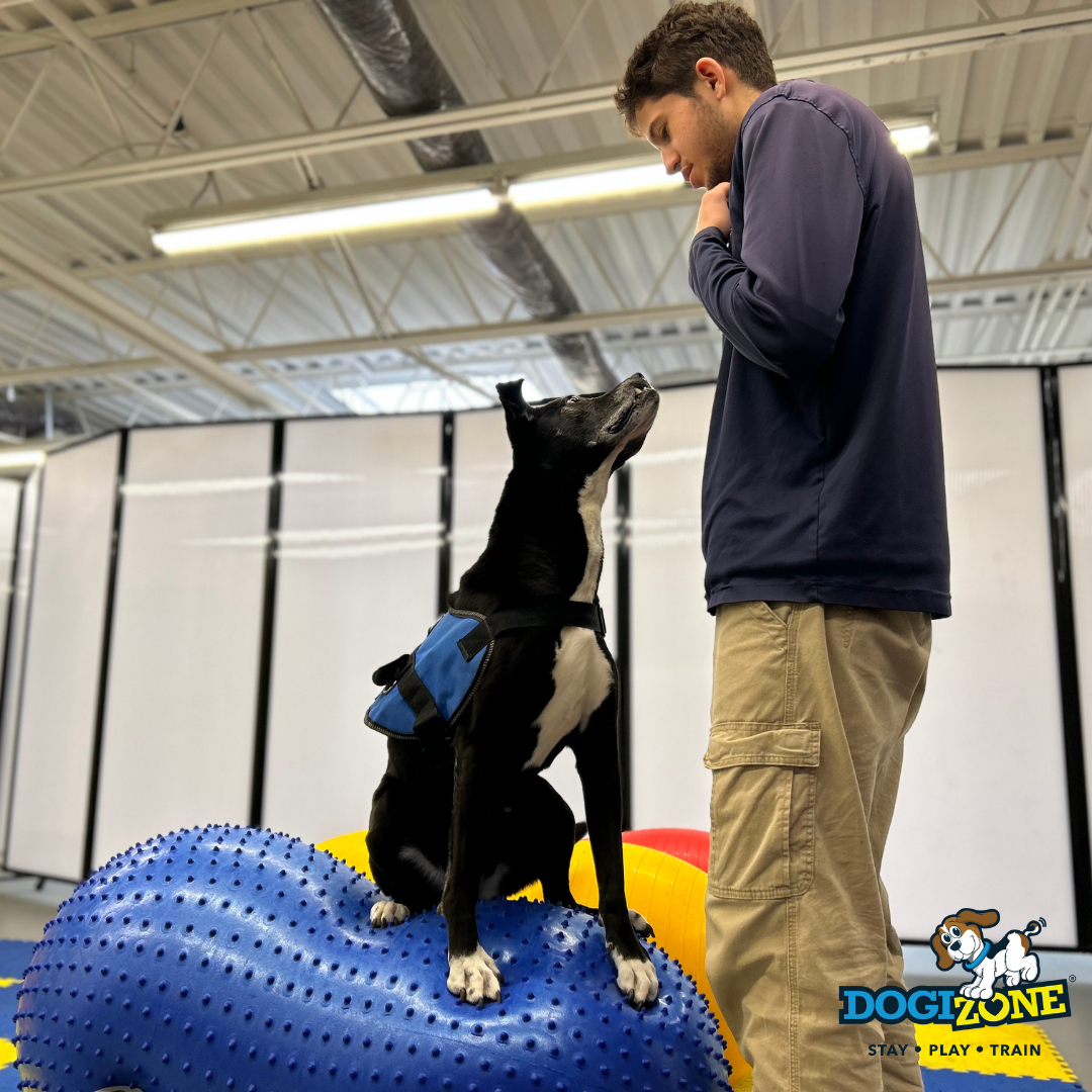 DogiZone's tweet photo. Alexi’s balance game is spot on👌

#DogiZone #Rockville #Maryland #MontgomeryCounty #DMV #DCmetro #dog #dogs #dogdaycare #dogboarding #caninefitness #fitpaws #doglove #doglife https://t.co/qYamb6gPTu