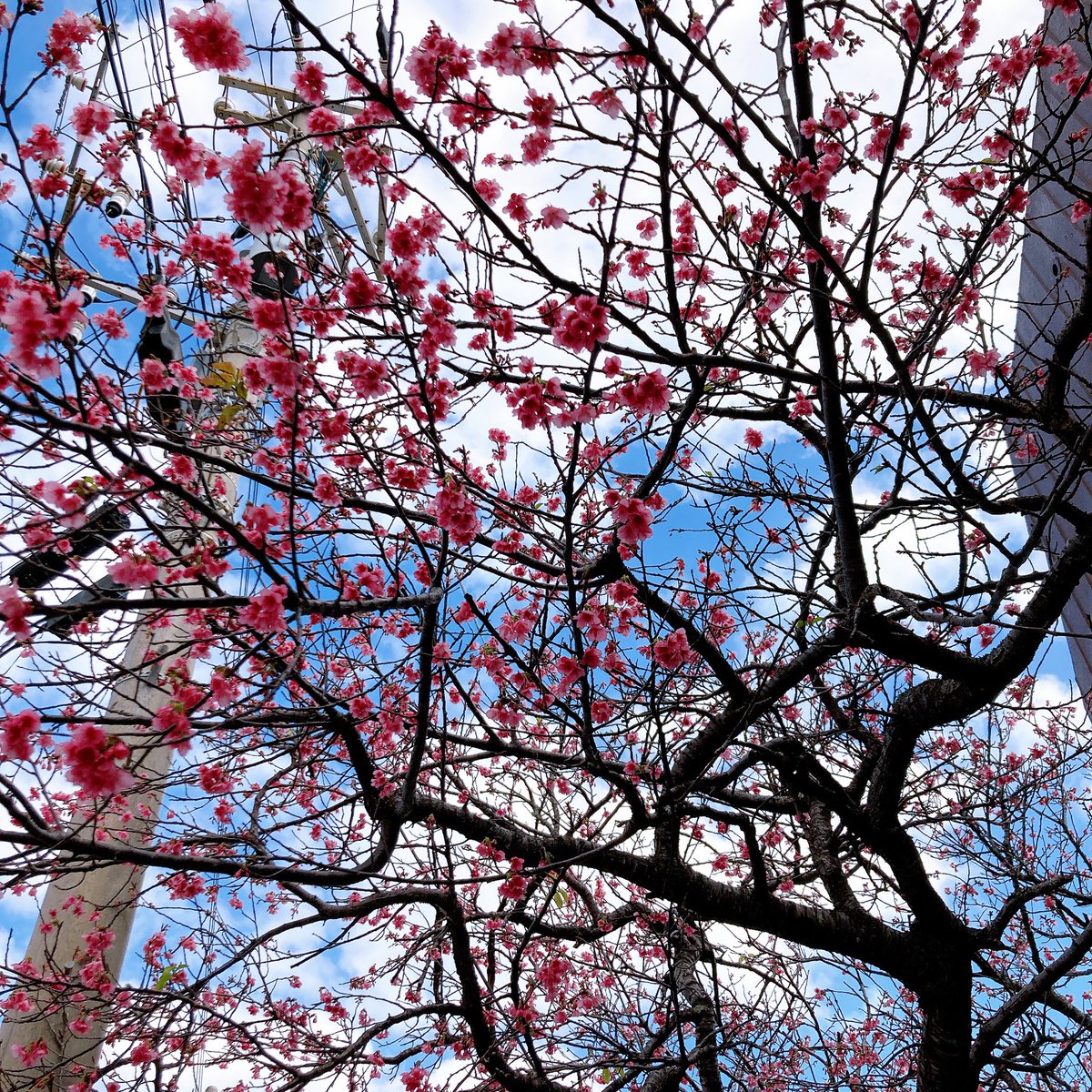 「桜咲いてる 」|ウラベ_ロシナンテのイラスト
