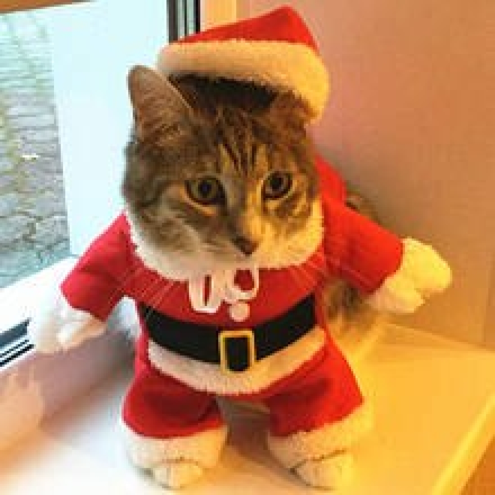 McPets1's tweet photo. 😍We know you've been waiting for it! 😍 🔥 Xmas Santa Claus Costume for Cats and Small Dogs $14.10
xoxo McPets
 #cute #petstagram #love #cat #puppy https://t.co/RwWZF1BHO3