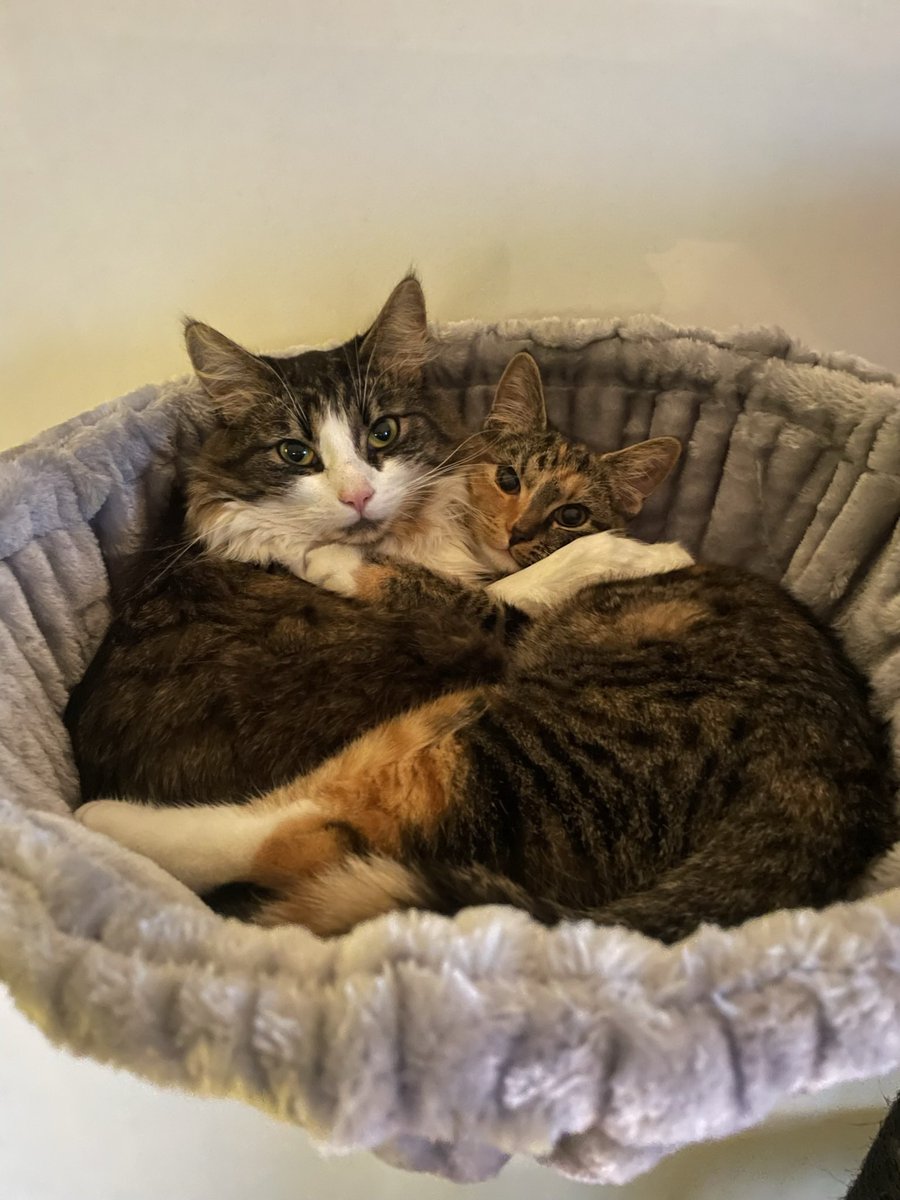 GreenEyedStew's tweet photo. @literallymecats Daisy &amp; Lexi ❤️ https://t.co/FZnbOoEtK4
