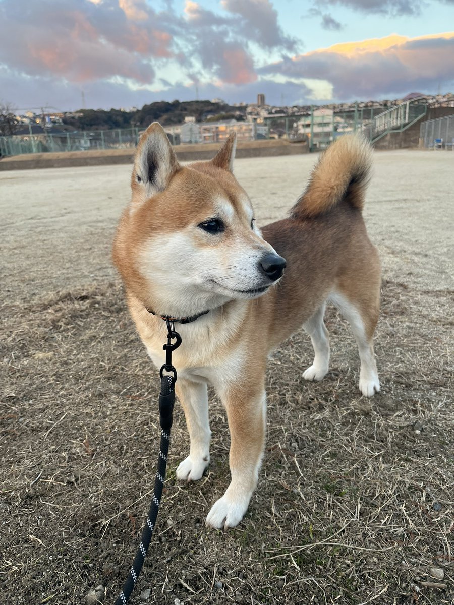 #柴犬 #犬 #愛犬 #dogs 

今週もガンバリマス！ https://t.co/mMy2ehJhAh