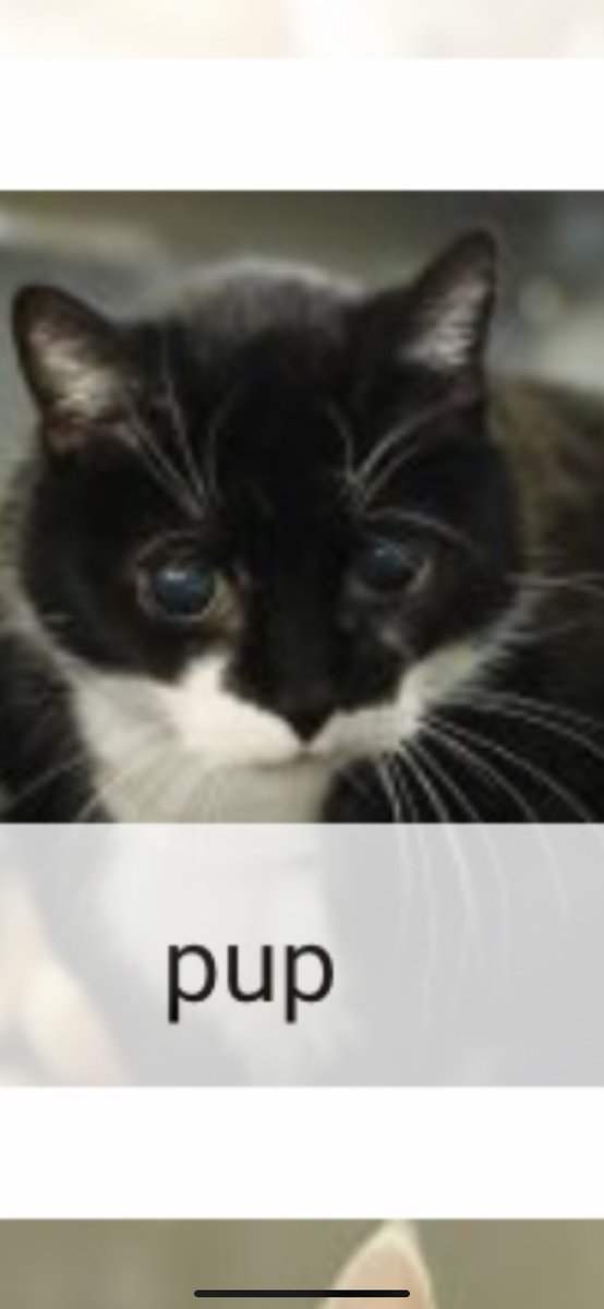 spookbag's tweet photo. Just seen an old cat on the shelter who’s owner died and shes called pup and when I tell you ive been crying over this cat for a solid hour bc I want to save her https://t.co/0q4RKwfEKg