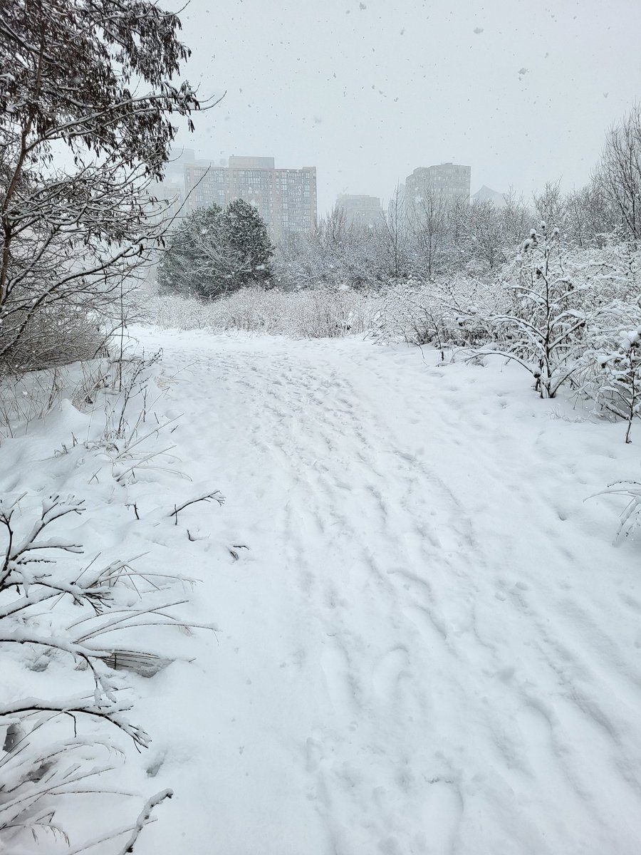 You don't have to go far to find wild spaces, even in the middle of the city. Snow and #MudOnMyBoots #Mississauga #SnowDay #Sunday #KariyaPark #TheValleys