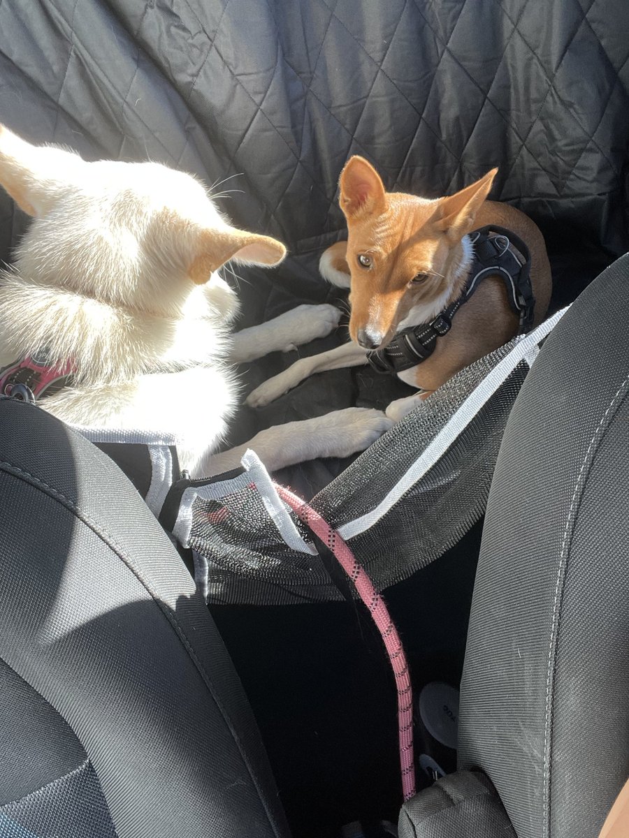 barbieariel's tweet photo. Flicka’s friend turned a year old this week 🥺 she’s much bigger now but Flicka still bosses her around 😂 https://t.co/JHZlgcXgYJ