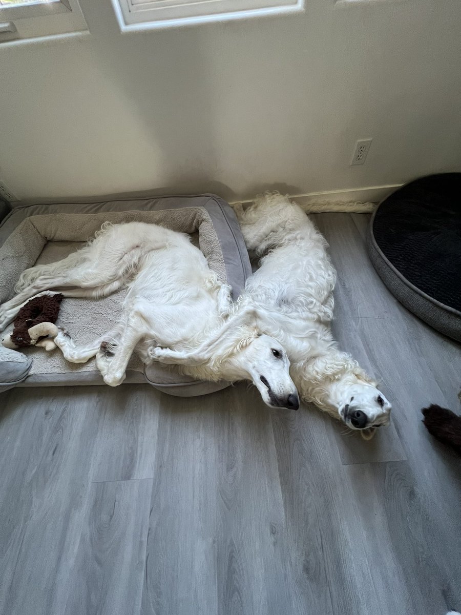 jabrams55's tweet photo. @EsperBorzoi https://t.co/3njFA6MToA