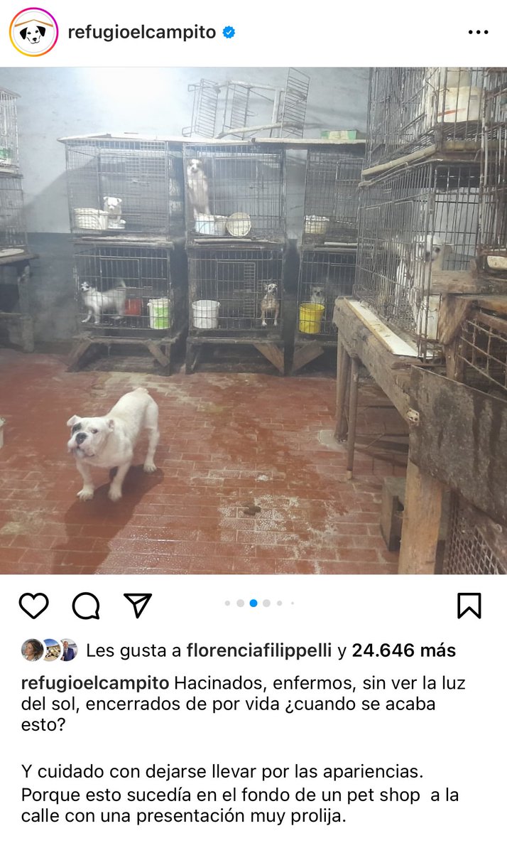 lagarzasosa_'s tweet photo. Agrupaciones animales rescataron 582 animales que vivían hacinados en un criadero clandestino
Sobre su propia caca, lastimados, con sus crías
Es difícil de ver y es más difícil saber que tu amigo se compra el perrito de moda y financia estos lugares del horror 
Por favor adopten https://t.co/g98YjgImVA