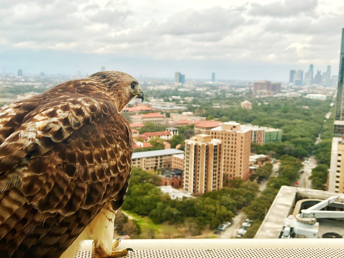 A bird’s 👀 view of the Texas Medical Center, downtown Houston, and Rice University from <a href="/MethodistHosp/">Houston Methodist</a> 👌🏾