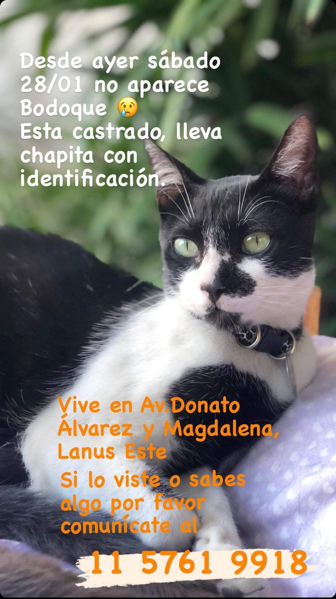 gatitosdeavella's tweet photo. LanusEste #Atencion se perdió #Bodoke si lo viste o lo agarraste comunícate al cel de contacto lo están buscando desesperadamente,,👇 https://t.co/9wl51FG8A0