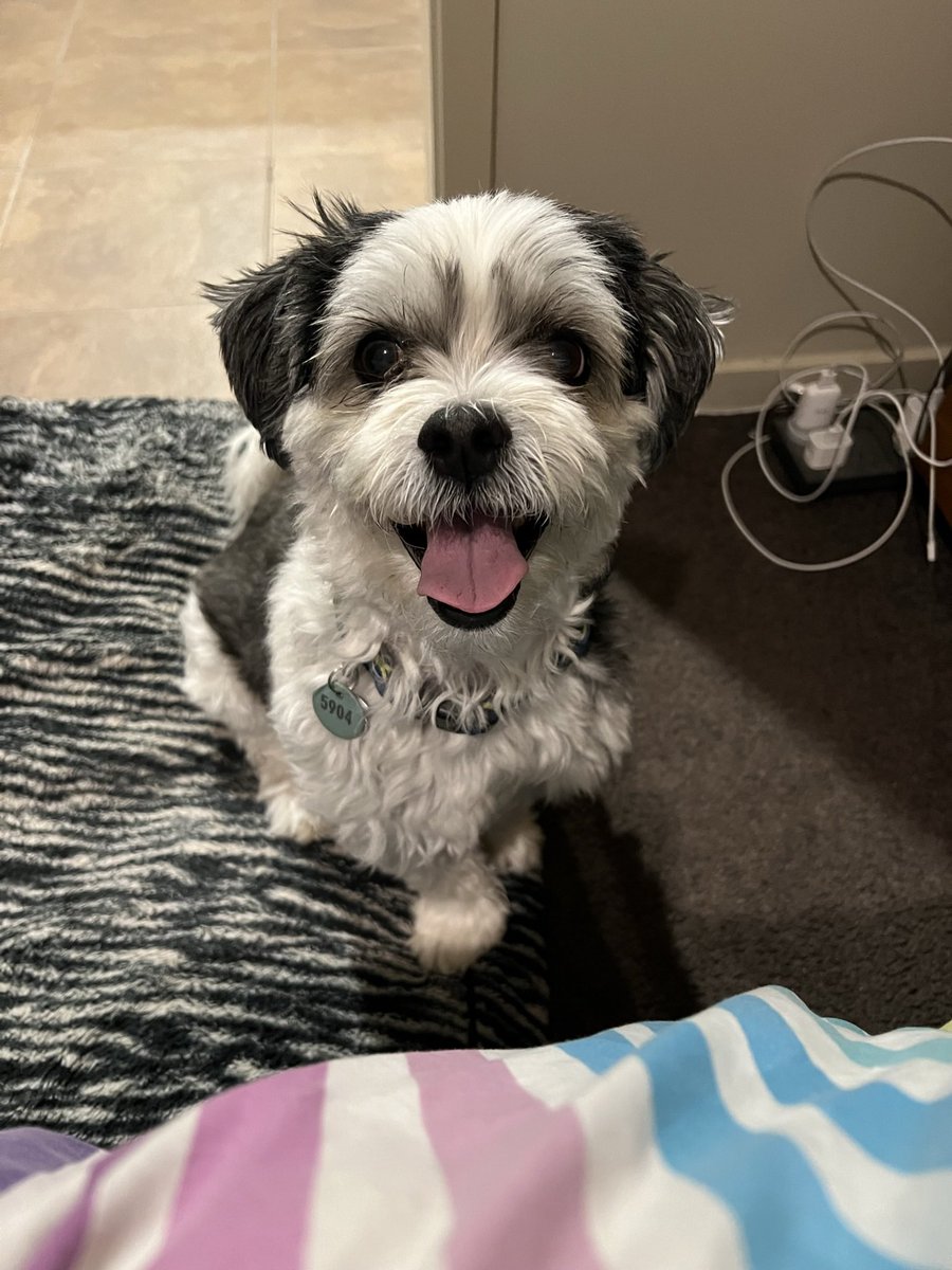 MeredithCastles's tweet photo. This little guy goes in for a lumpectomy today. Let’s hope they get it all and he gets the all clear! Stay strong my handsome little man! ❤️🐶 #Max #SmileyBoy #Love https://t.co/6jbFse6fhr