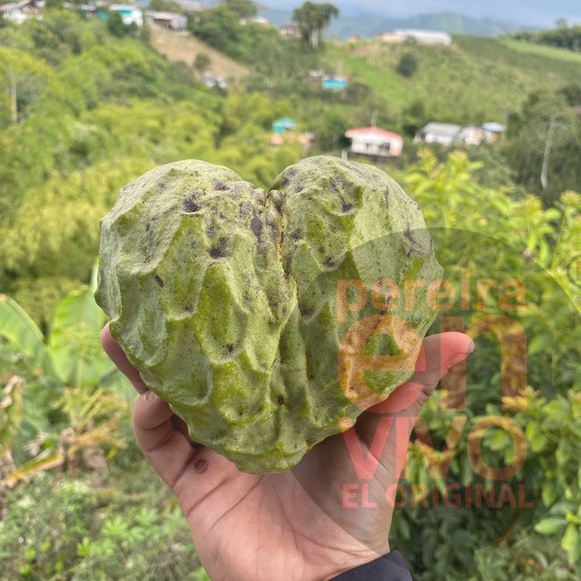 pereiraenvivo's tweet photo. #PereiraEnVivo nuestro #Campo en mejor del mundo ………”Acabo de #cosechar esta belleza de chirimoya como apuntándole al día del amor y la amistad. Cosechado en #Periera hoy 29 de enero en #Tribunas por la #Vía #Armenia “ https://t.co/I2IUKD1Nty