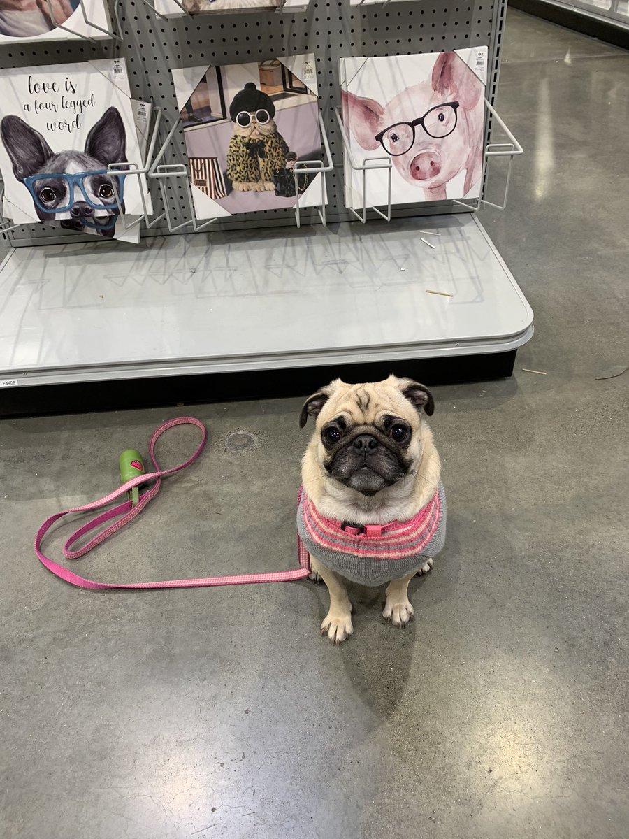 PetuniaMaePug's tweet photo. Happy Sunday pals! 🐶 Mum & Granny did take me to the At Home store. Found some saying’s/ photos for my room & mums office. 🤗 Hope you all are having a good day. 💗 Have a pugtastic new week. 😘 #pugsoftwitter #dogsoftwitter #sundayfamilytime https://t.co/SMsAjJTZvK
